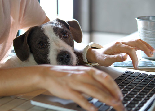Woman on Laptop With Dog