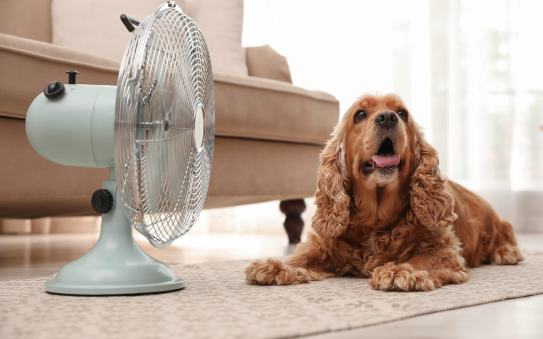 Dog Cooling Off in Fan