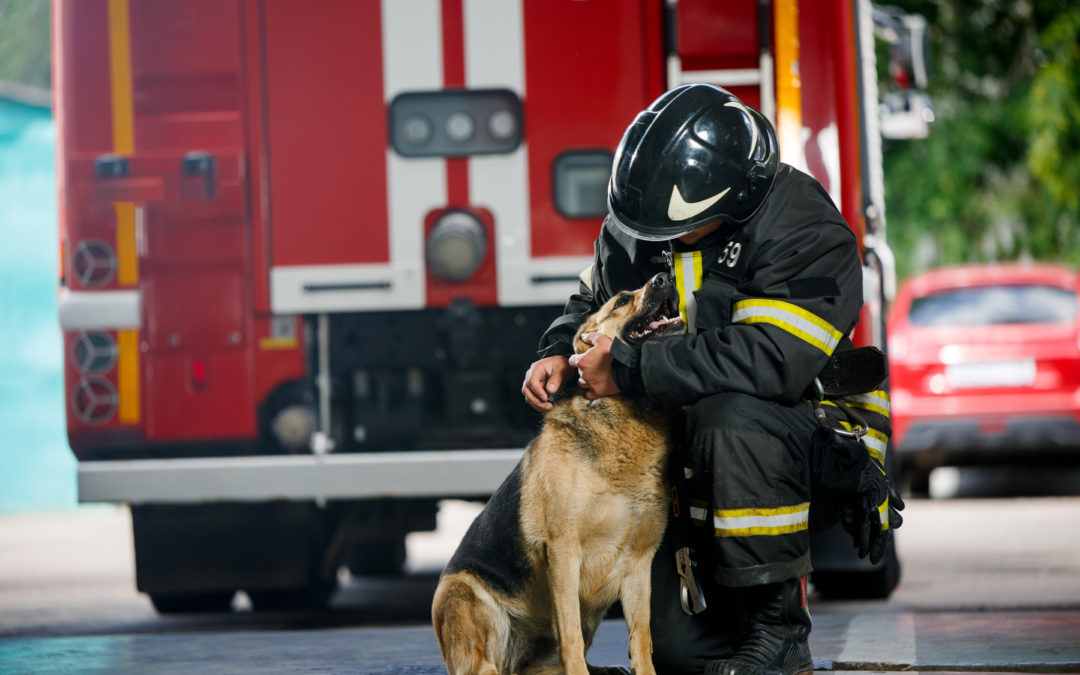 Dog and Firefighter